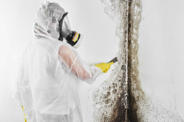 Best Certified Mold Removal  in Mead, CO