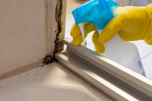 Best Home Mold Removal  in Mead, CO