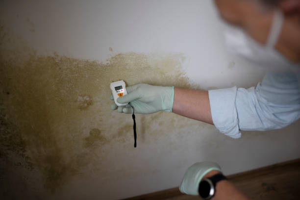 Best Office Mold Removal Services  in Mead, CO