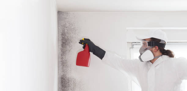 Best Home Mold Removal  in Mead, CO