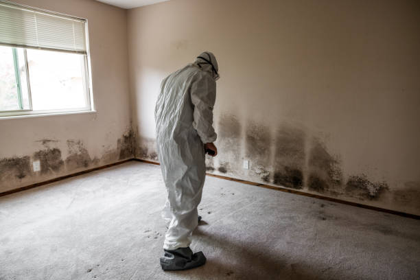 Best Local Mold Removal Service  in Mead, CO