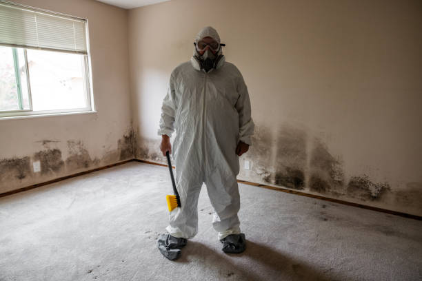 Mold Removal Process in Mead, CO