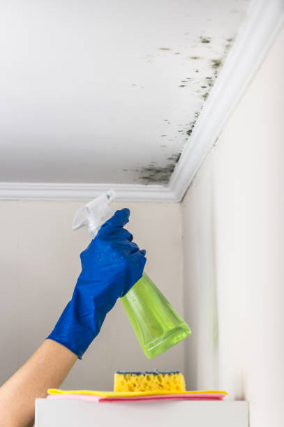 Best Mold Removal Near Me  in Mead, CO