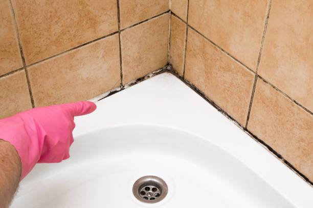 Best Mold Remediation  in Mead, CO